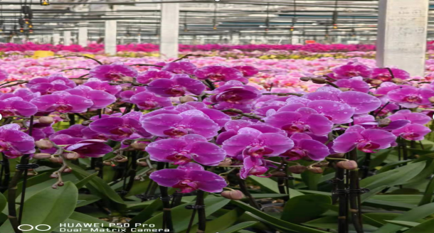 PA�콢��(�й���)����